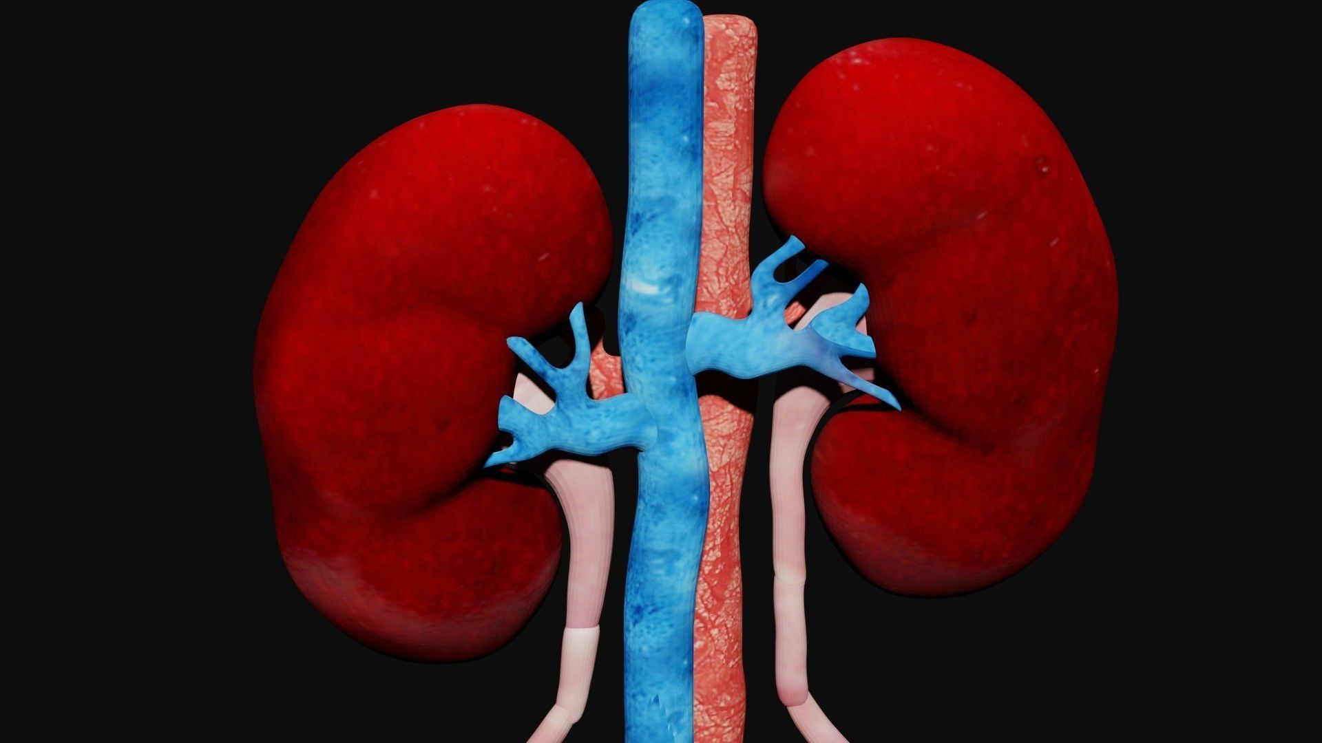 Kidney and bladder Low-poly 3D model_1