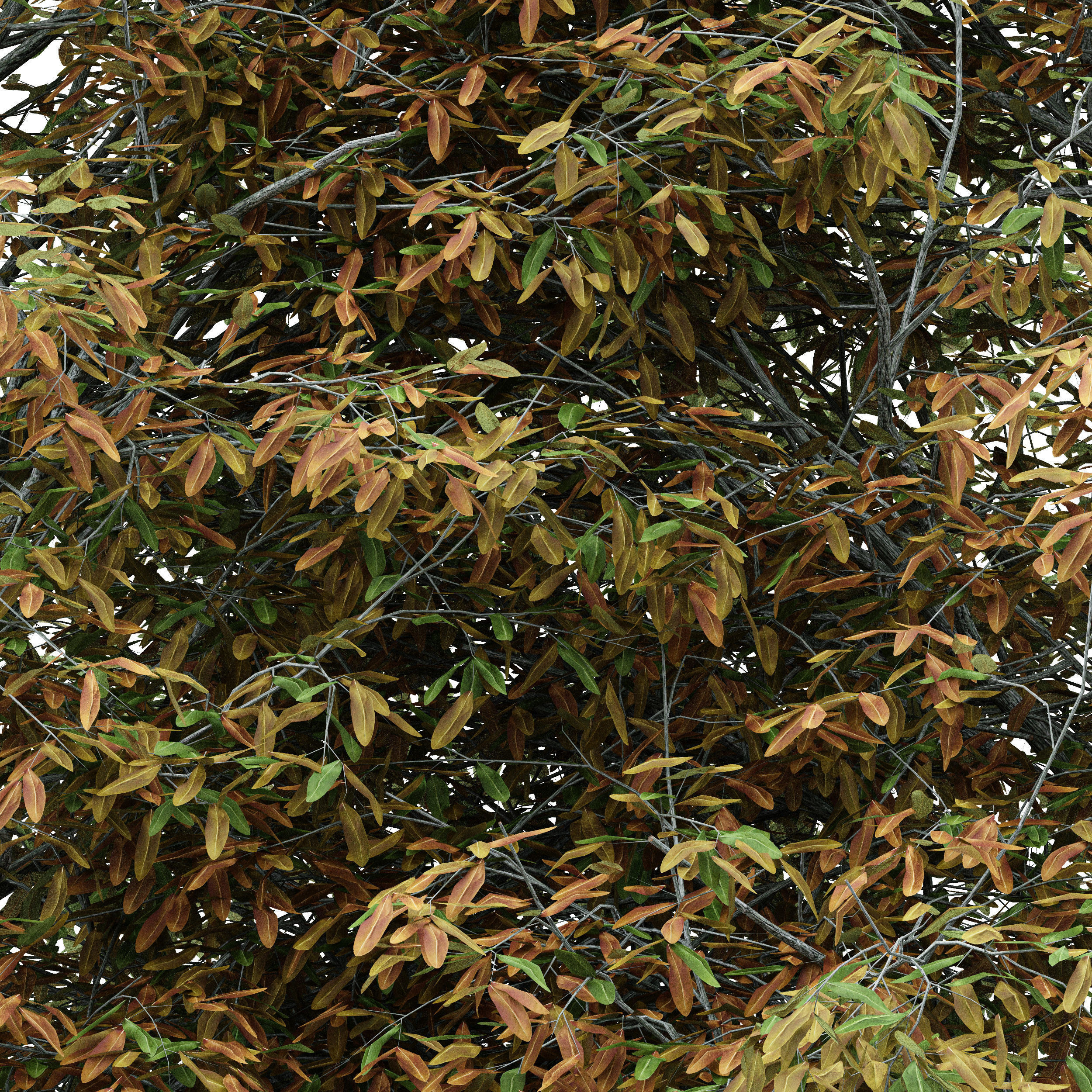 2diffrent tree Shingle Oak Fall 2 trees Models in the scene 3D model_1