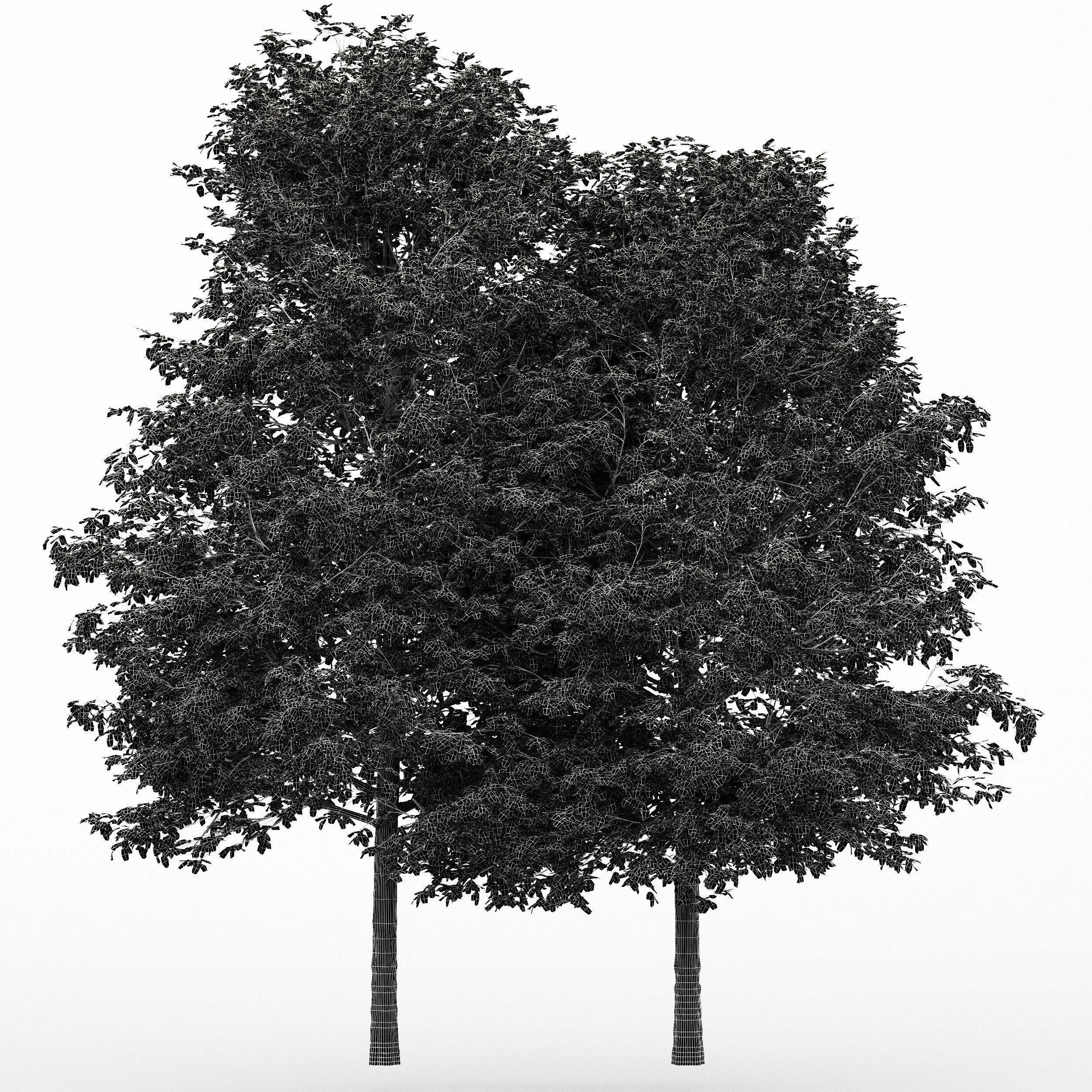 2diffrent tree Shingle Oak Fall 2 trees Models in the scene 3D model_2