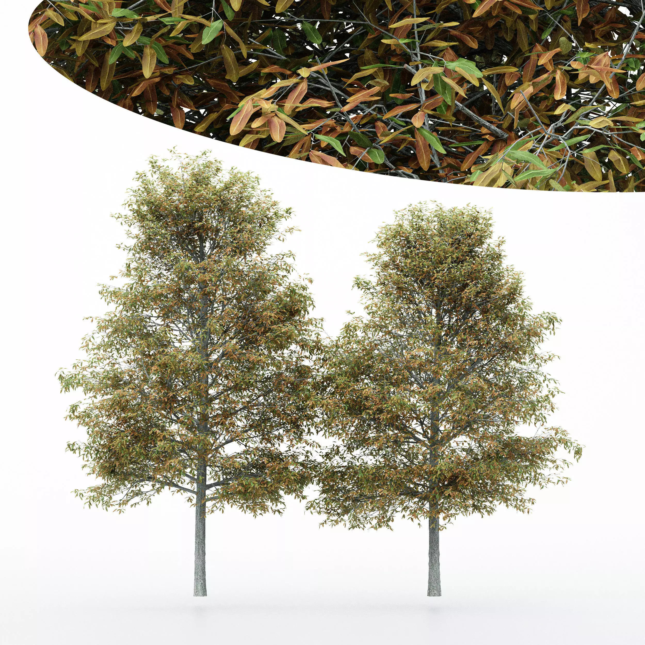 2diffrent tree Shingle Oak Fall 2 trees Models in the scene 3D model_0