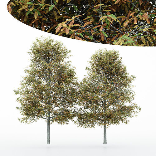 2diffrent tree Shingle Oak Fall 2 trees Models in the scene 3D model