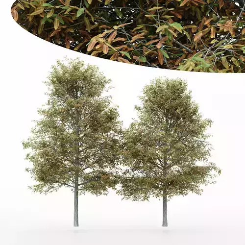 2diffrent tree Shingle Oak Fall 2 trees Models in the scene 3D model
