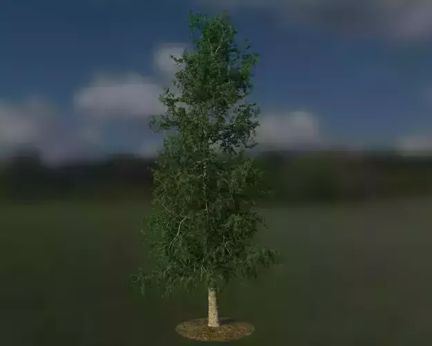 Larch 3D model