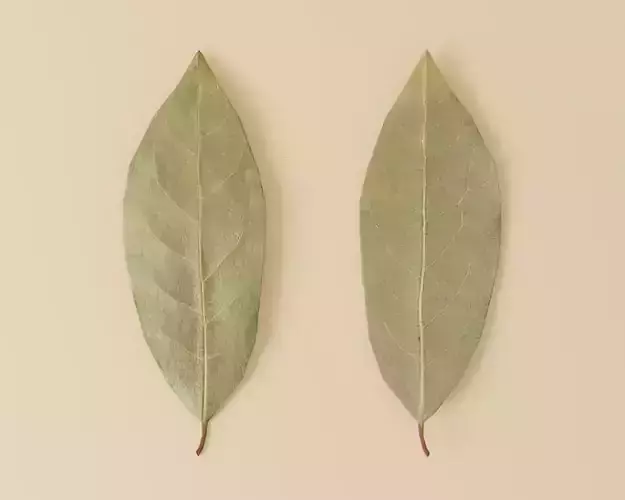 Dried bay leaf
