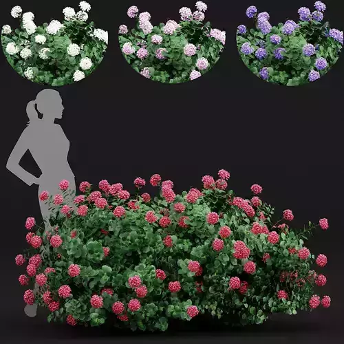 Bigleaf hydrangeas flower garden gate 4 COLORS 3D model