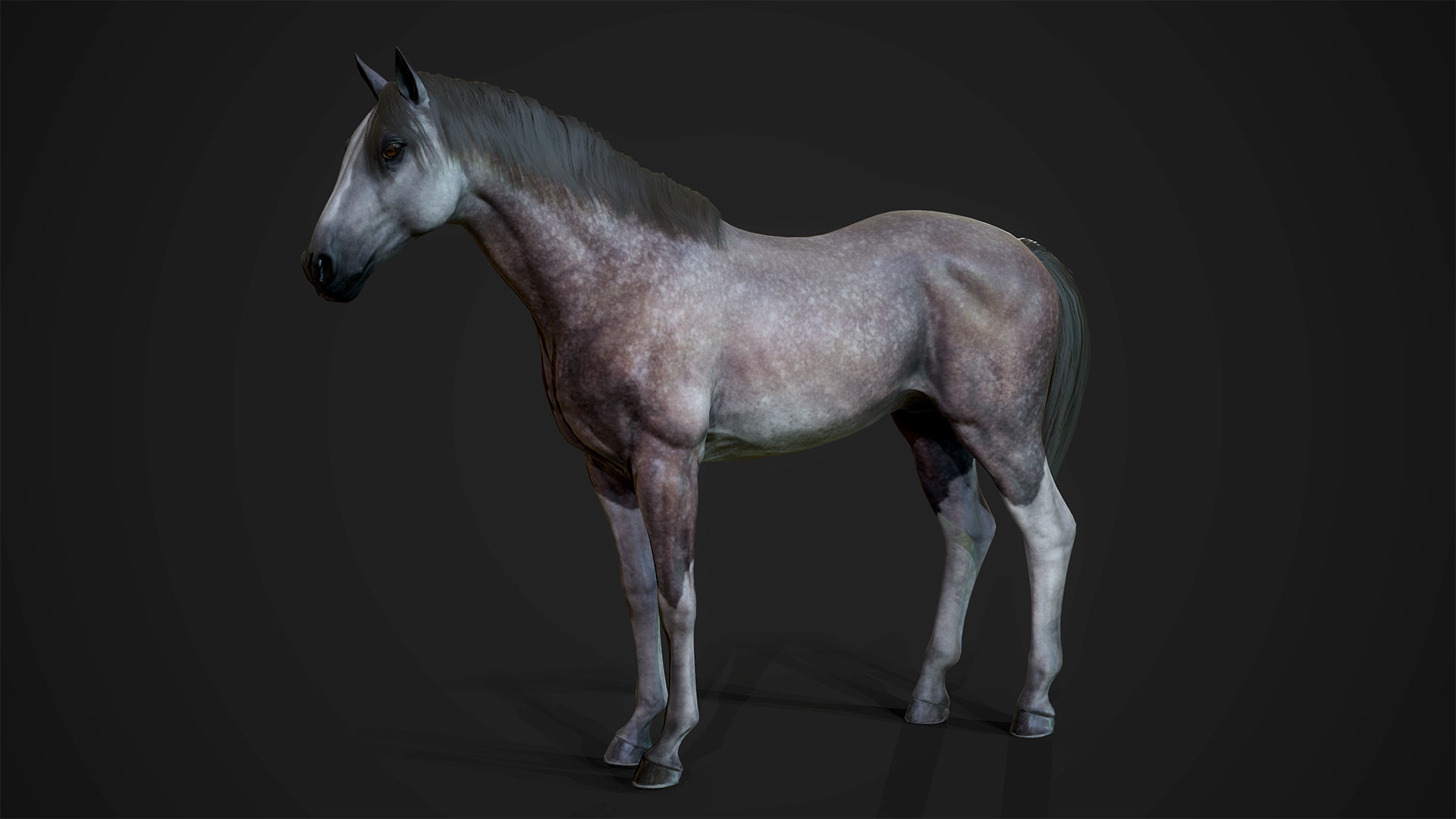 Stallions - Game Ready horse Low-poly 3D model_11