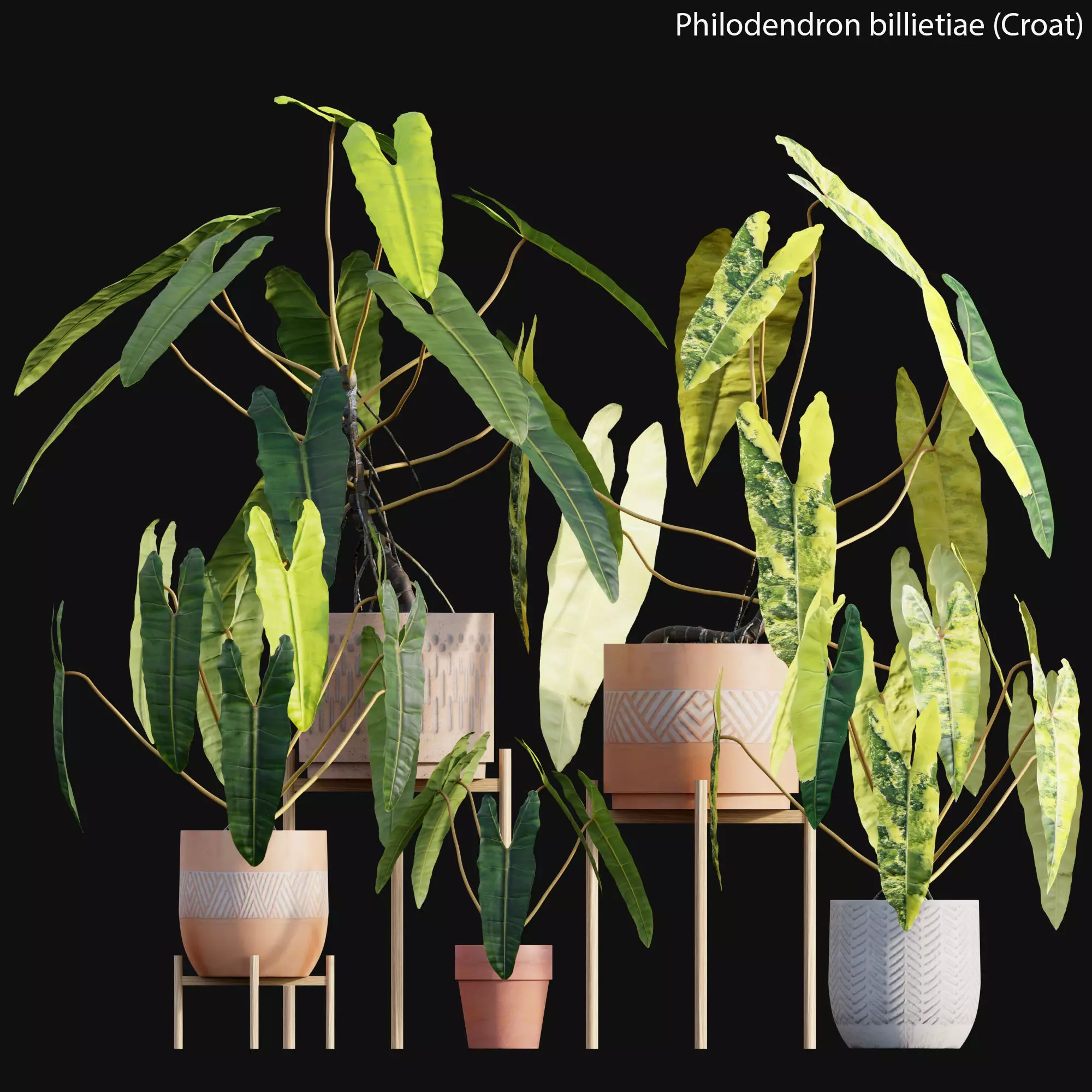 Philodendron billietiae Croat 3D model