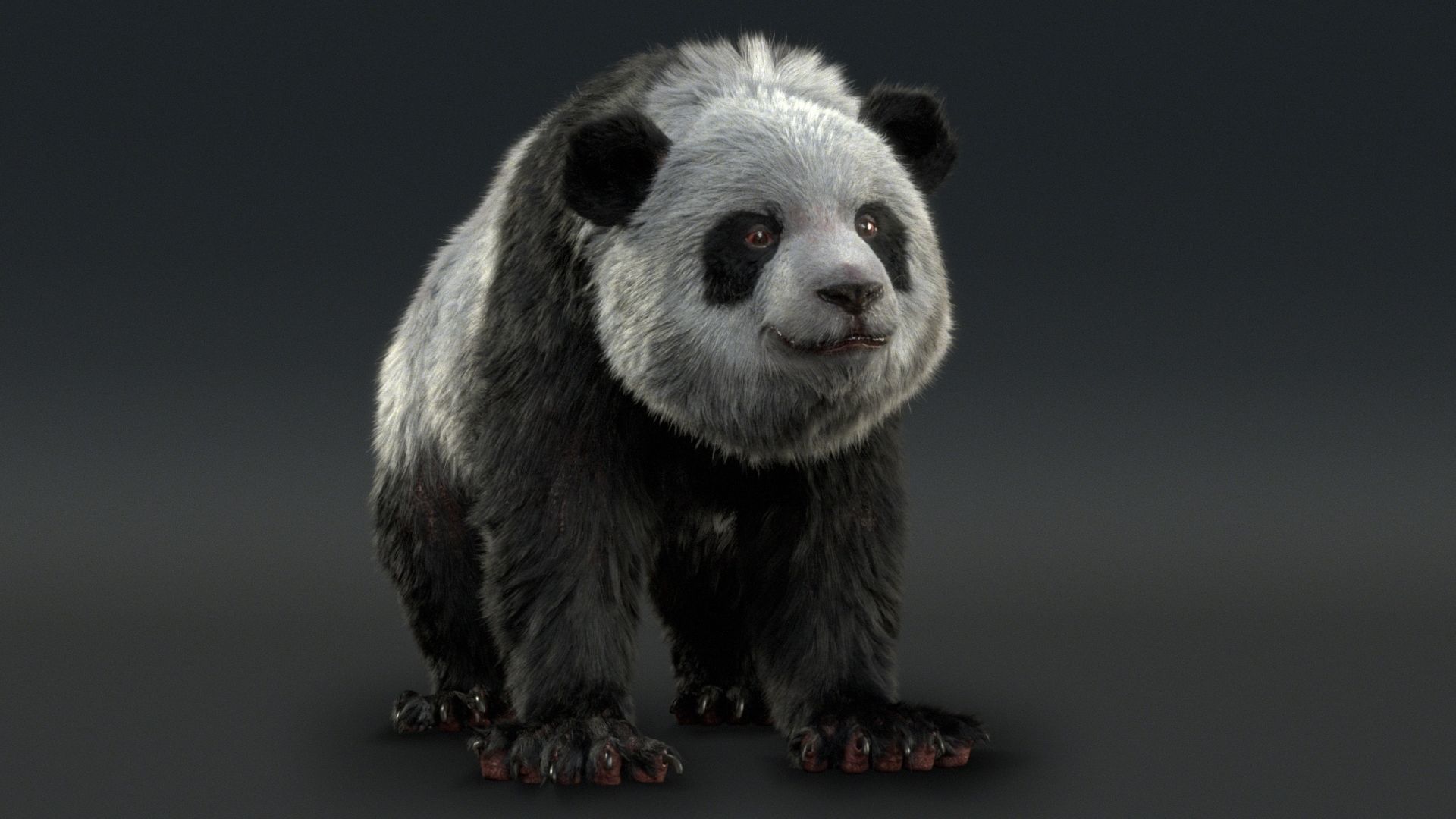 Giant Panda RIGGED 3D model_12