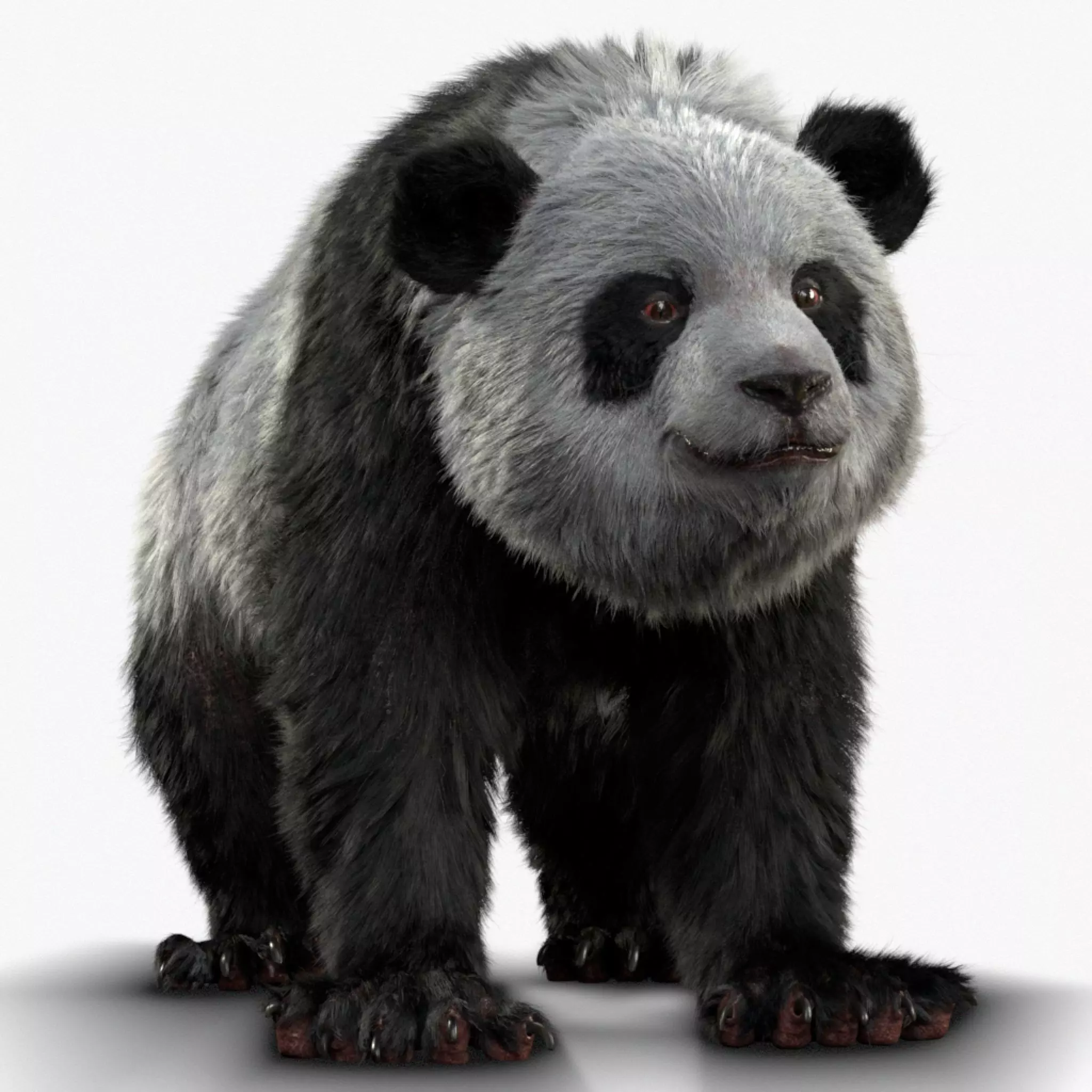 Giant Panda RIGGED 3D model_0