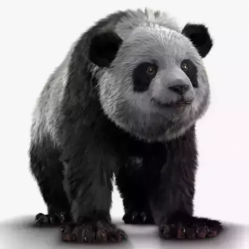 Giant Panda RIGGED 3D model