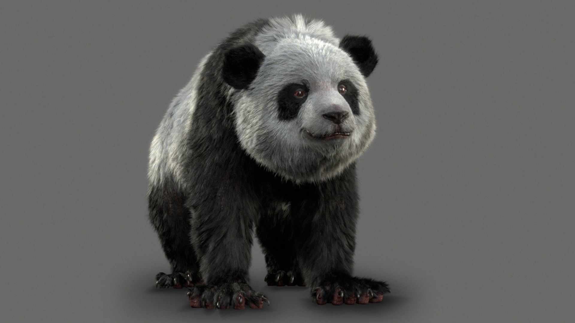 Giant Panda RIGGED 3D model_14