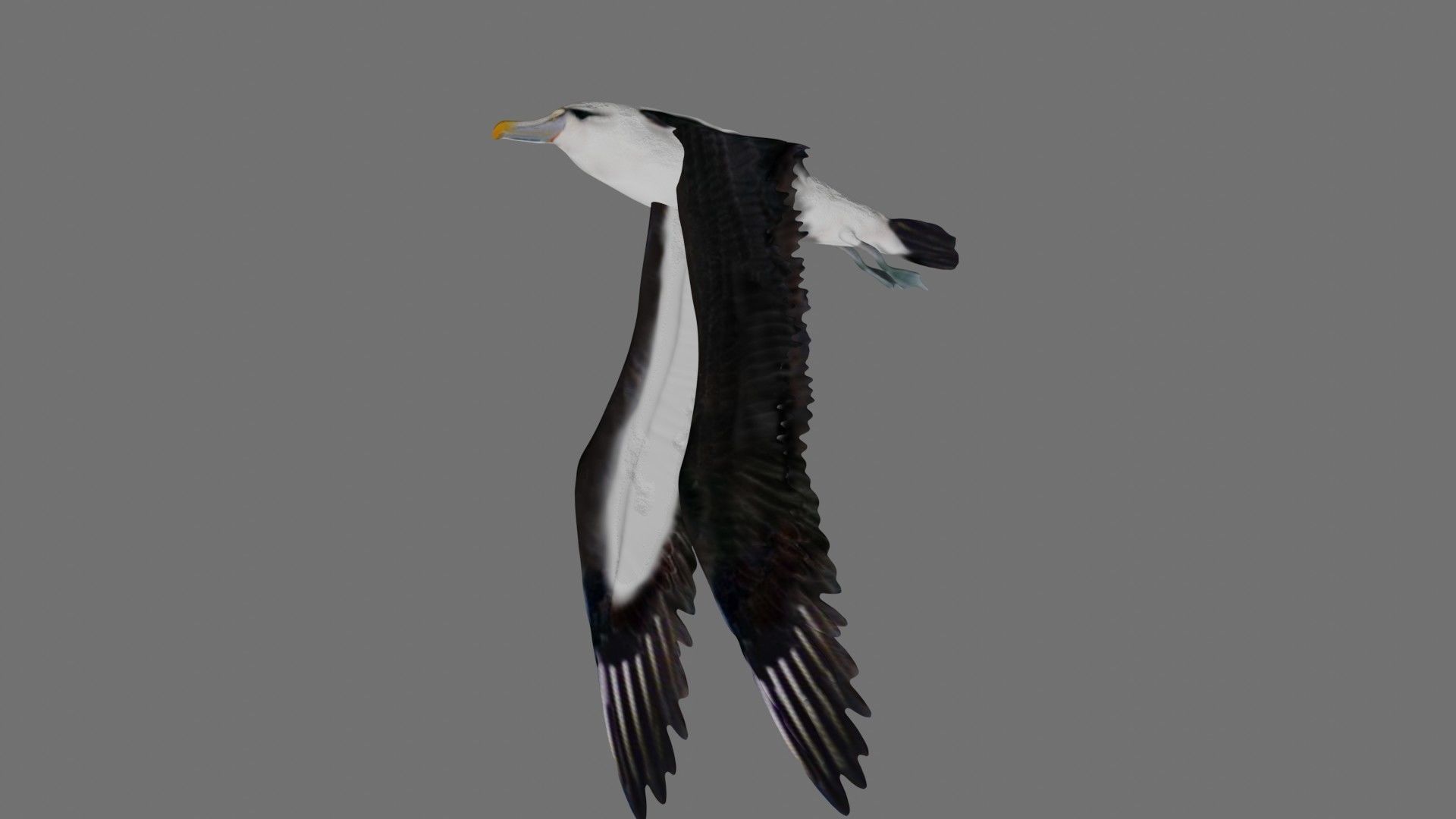 Albatross seagull in flight 3D model_3