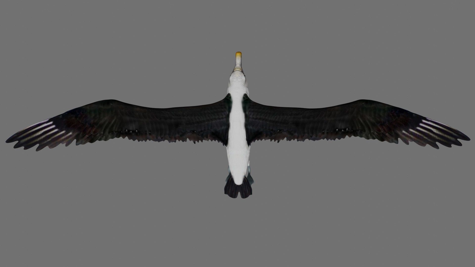 Albatross seagull in flight 3D model_4