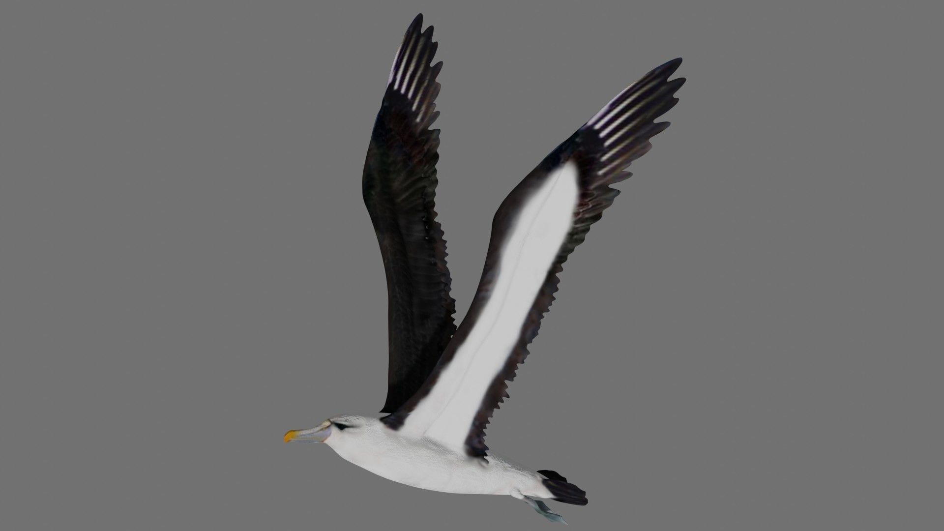 Albatross seagull in flight 3D model_1