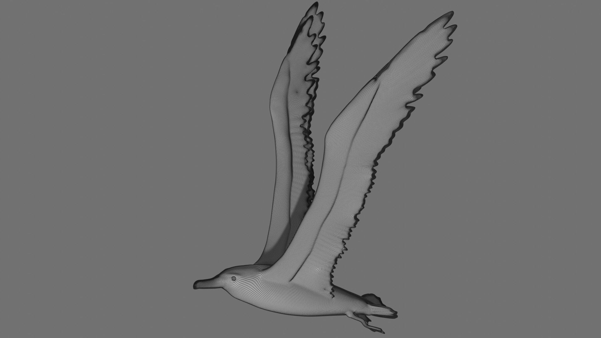 Albatross seagull in flight 3D model_7