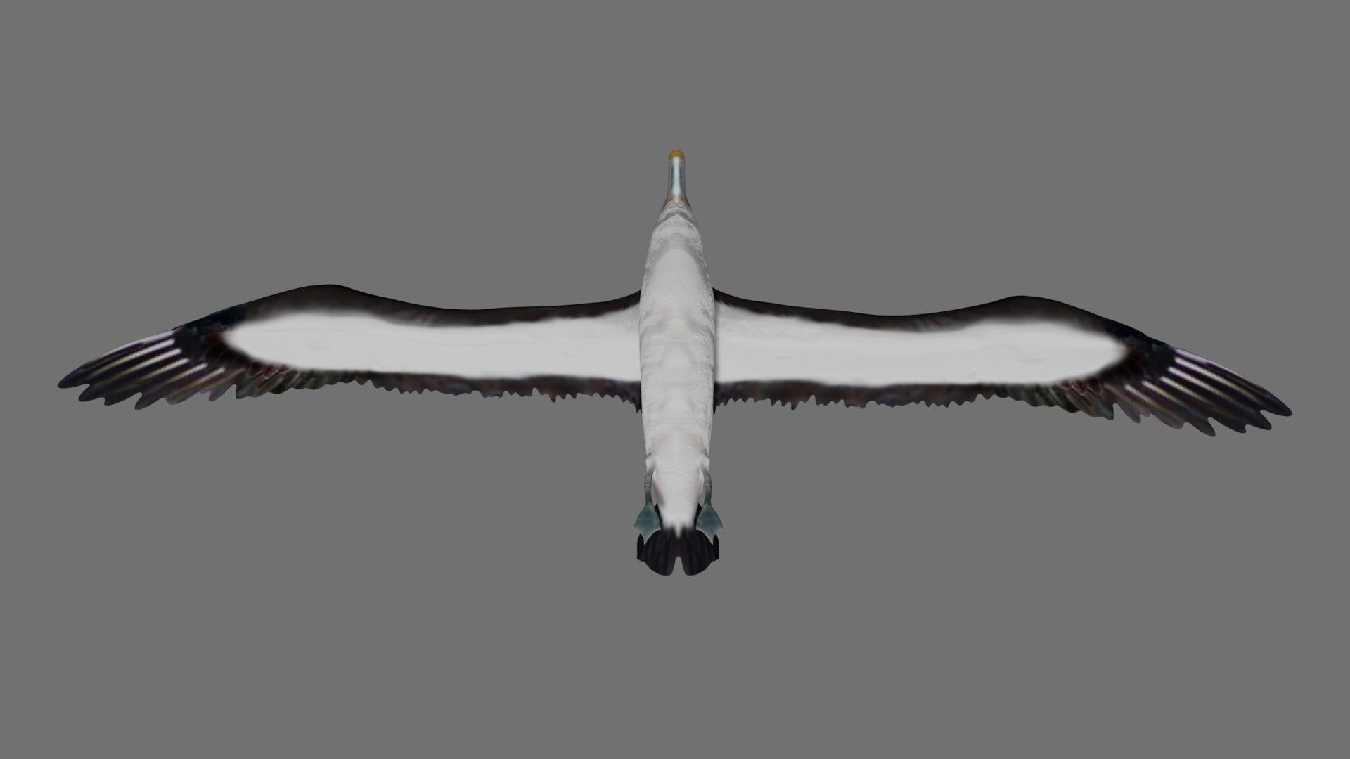 Albatross seagull in flight 3D model_5