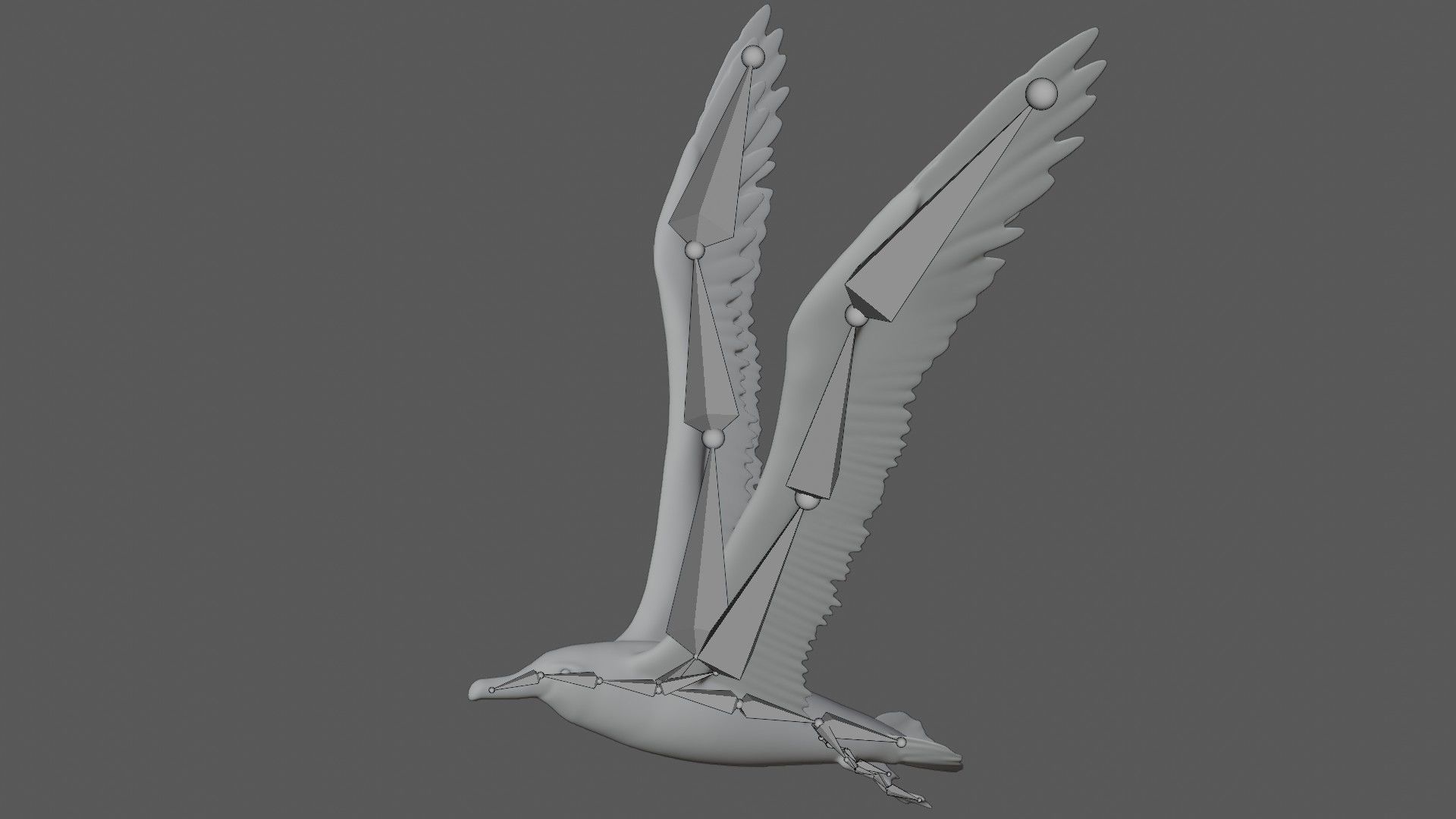 Albatross seagull in flight 3D model_6
