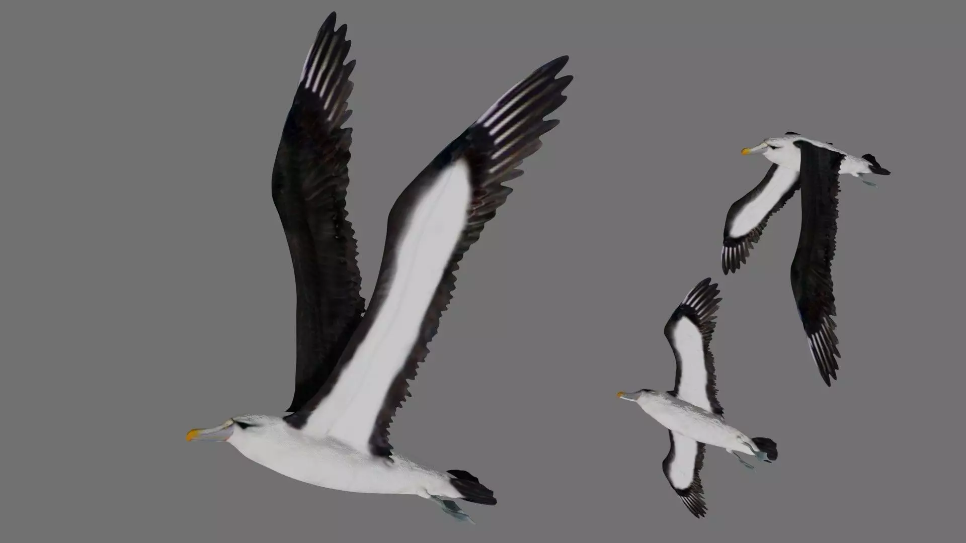 Albatross seagull in flight 3D model_0