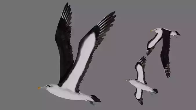 Albatross seagull in flight 3D model