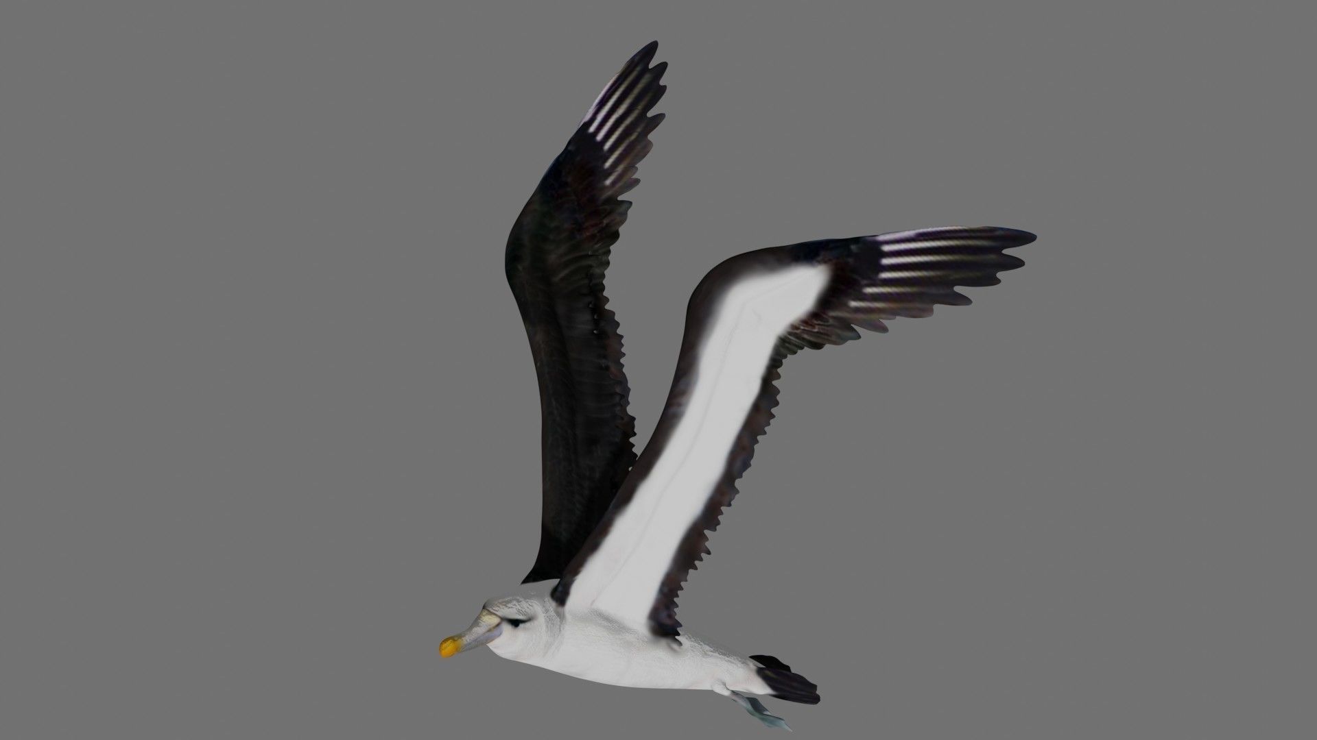 Albatross seagull in flight 3D model_2