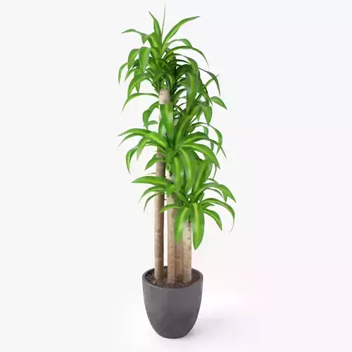 Dracaena Massangeana Potted Plant