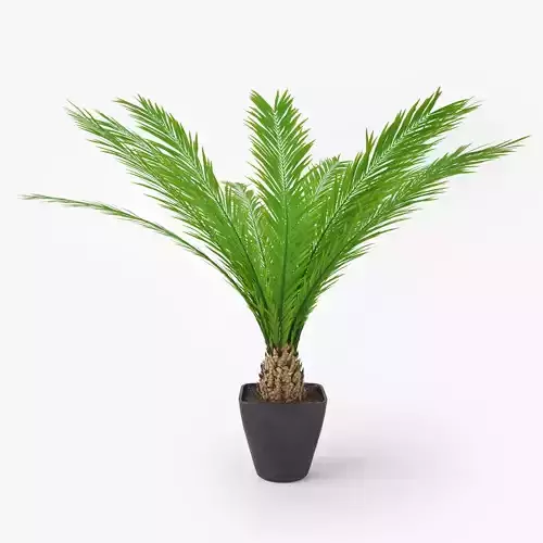 Palm Tree in Pot