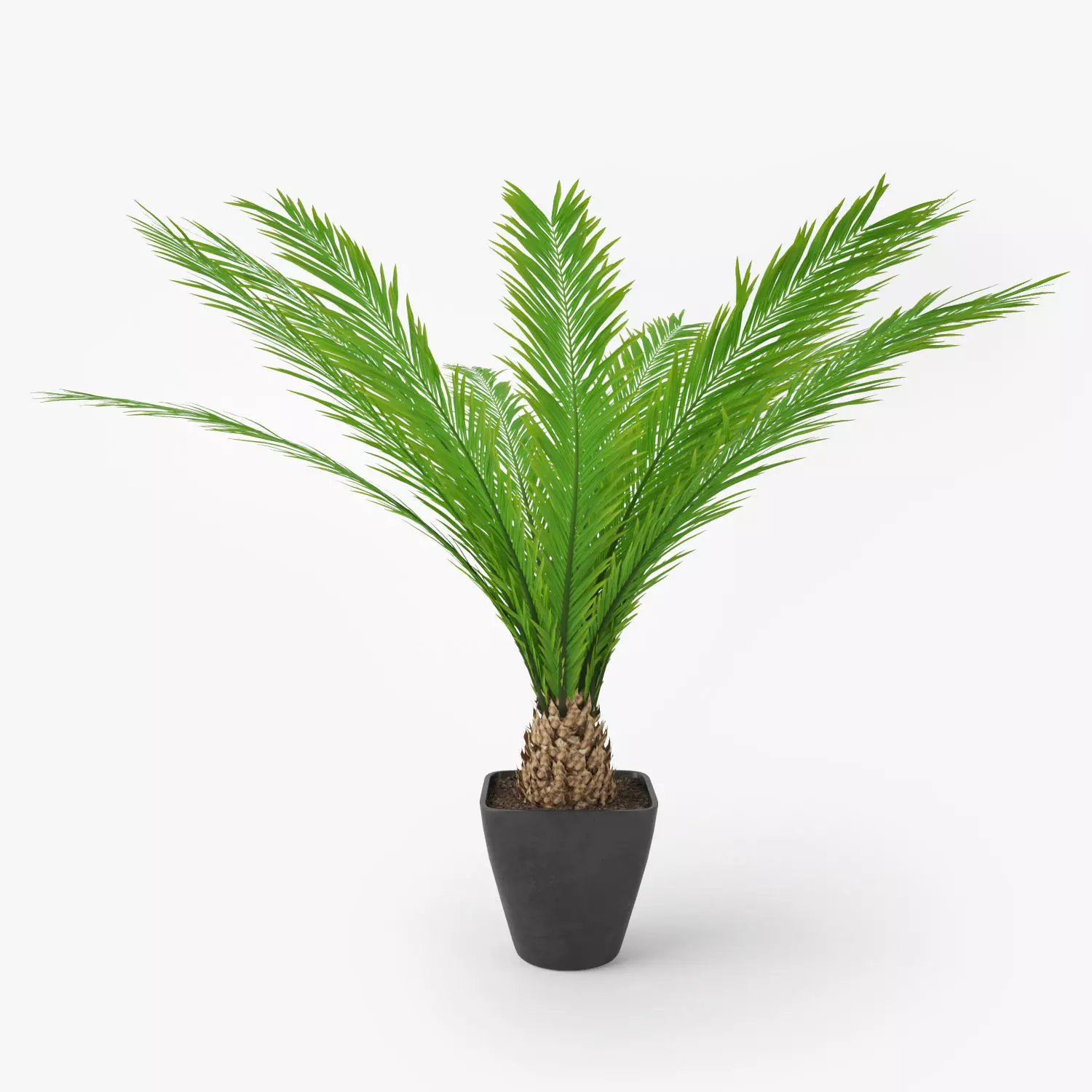 Palm Tree in Pot 3D model_0