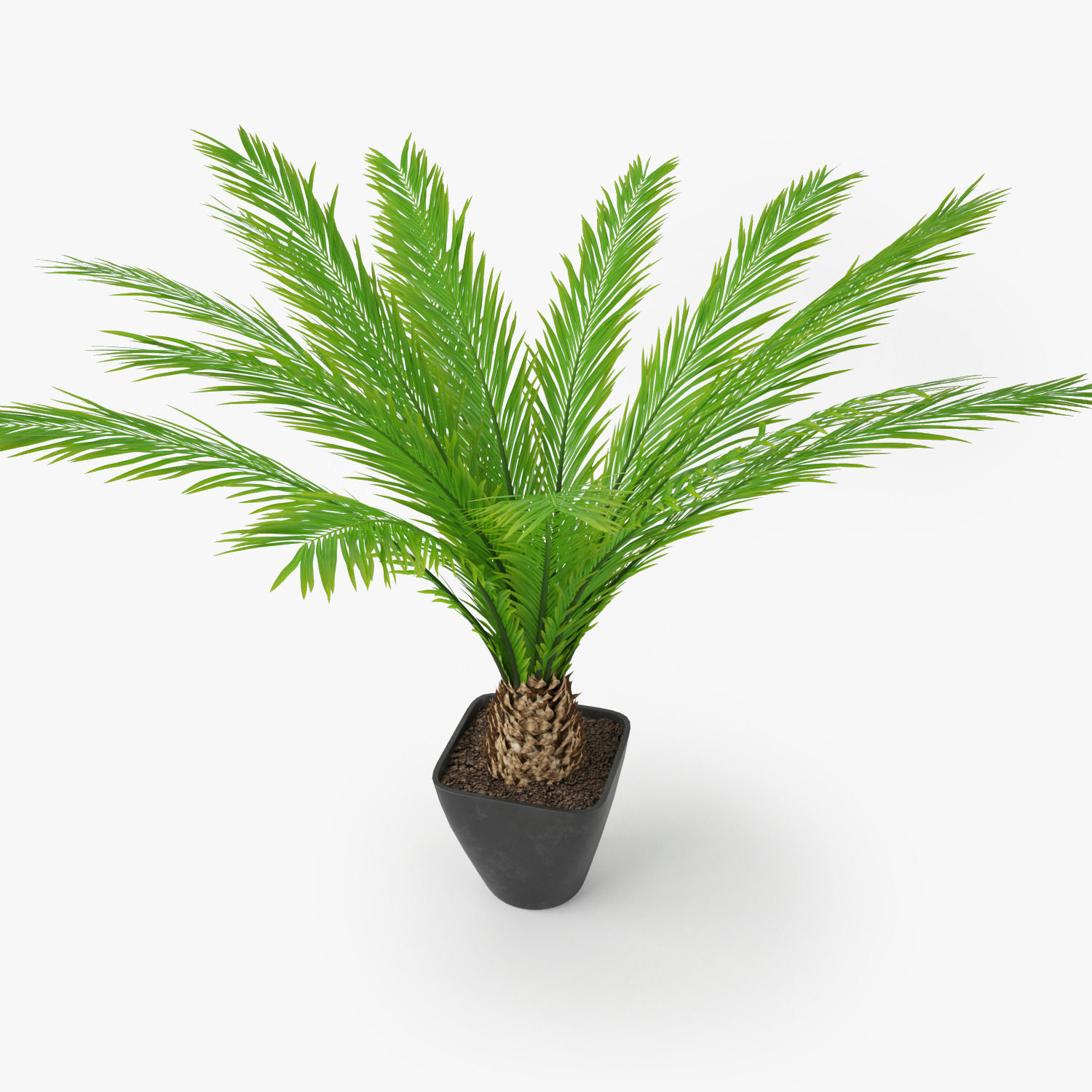 Palm Tree in Pot 3D model_4