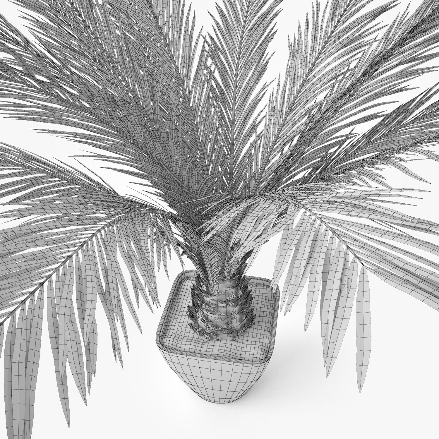 Palm Tree in Pot 3D model_5