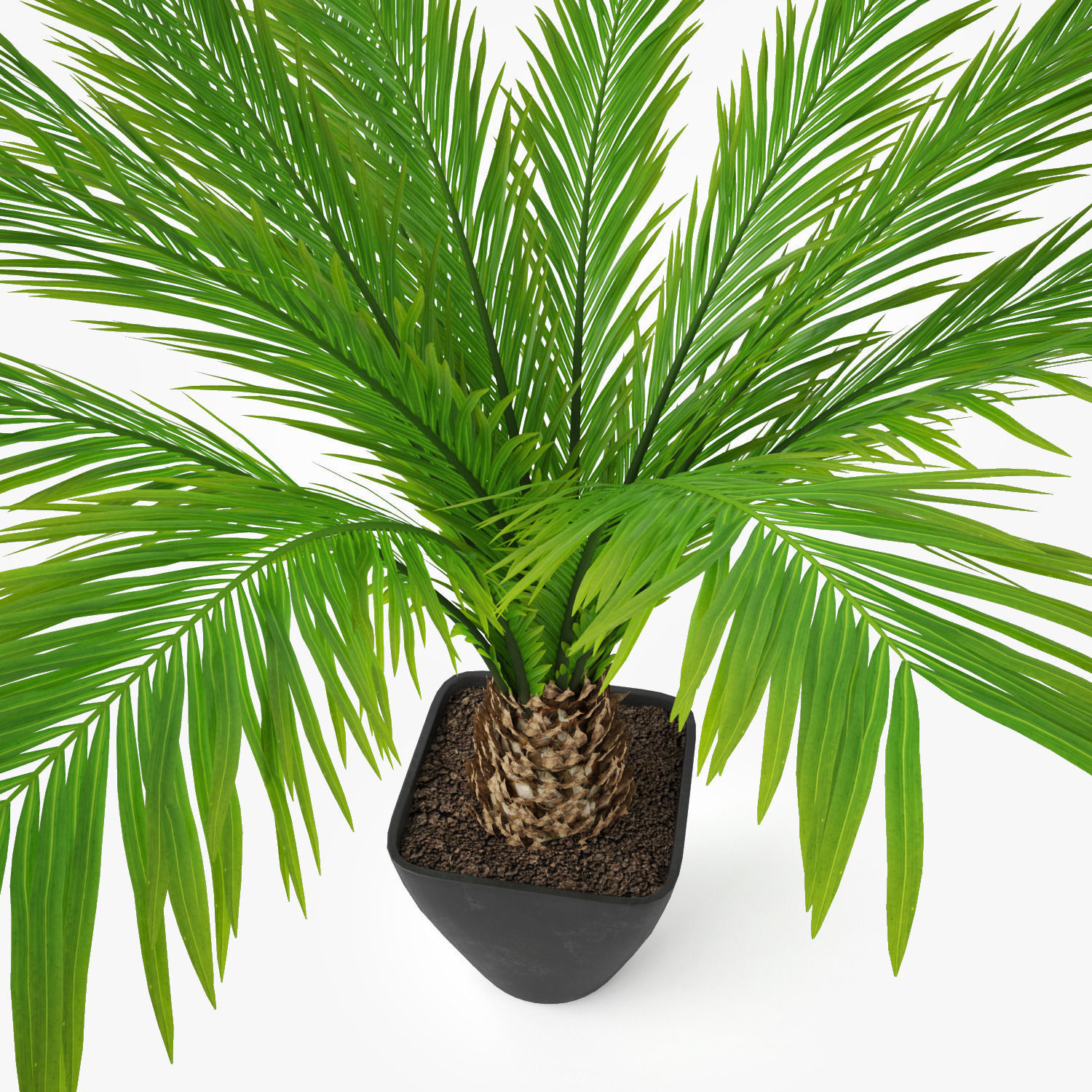 Palm Tree in Pot 3D model_2