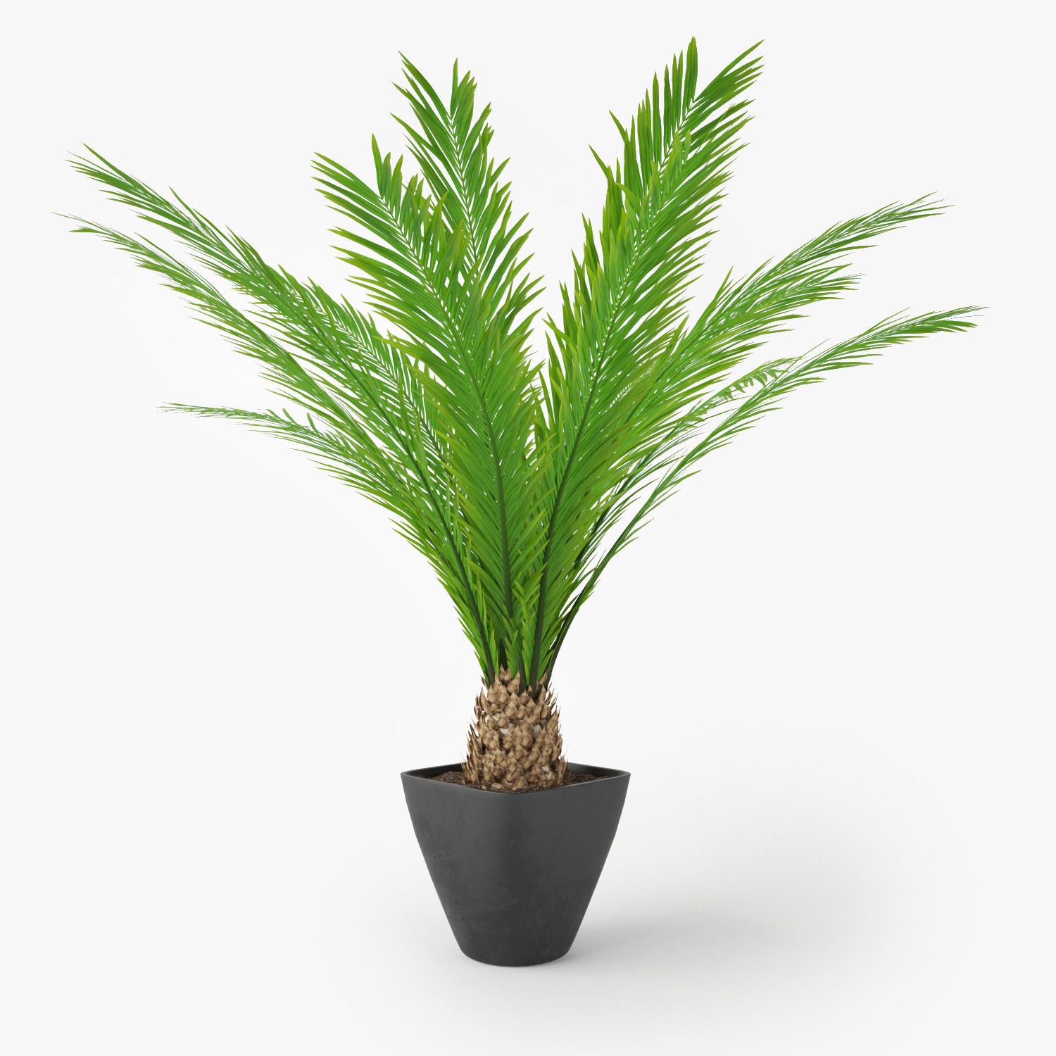 Palm Tree in Pot 3D model_1