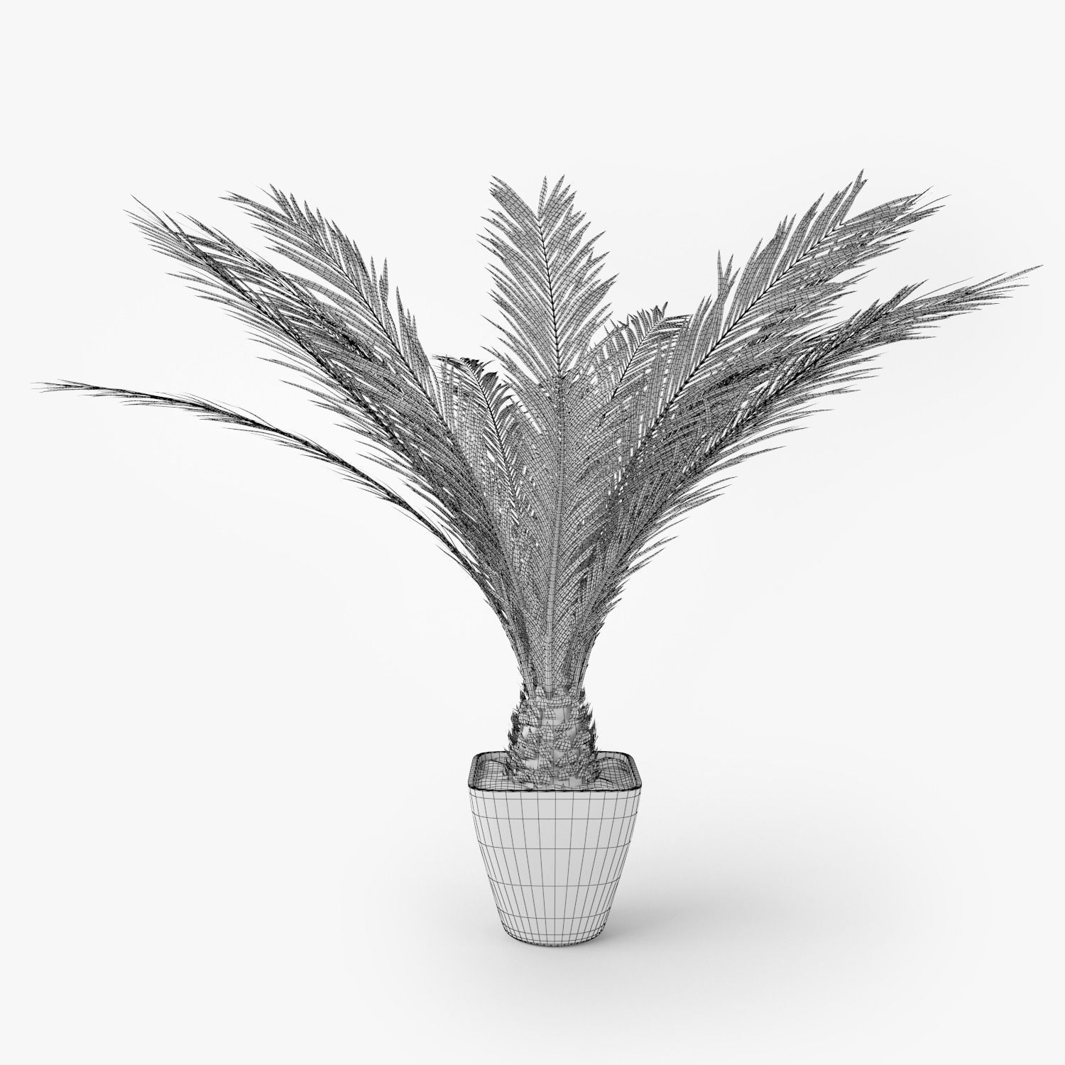 Palm Tree in Pot 3D model_6
