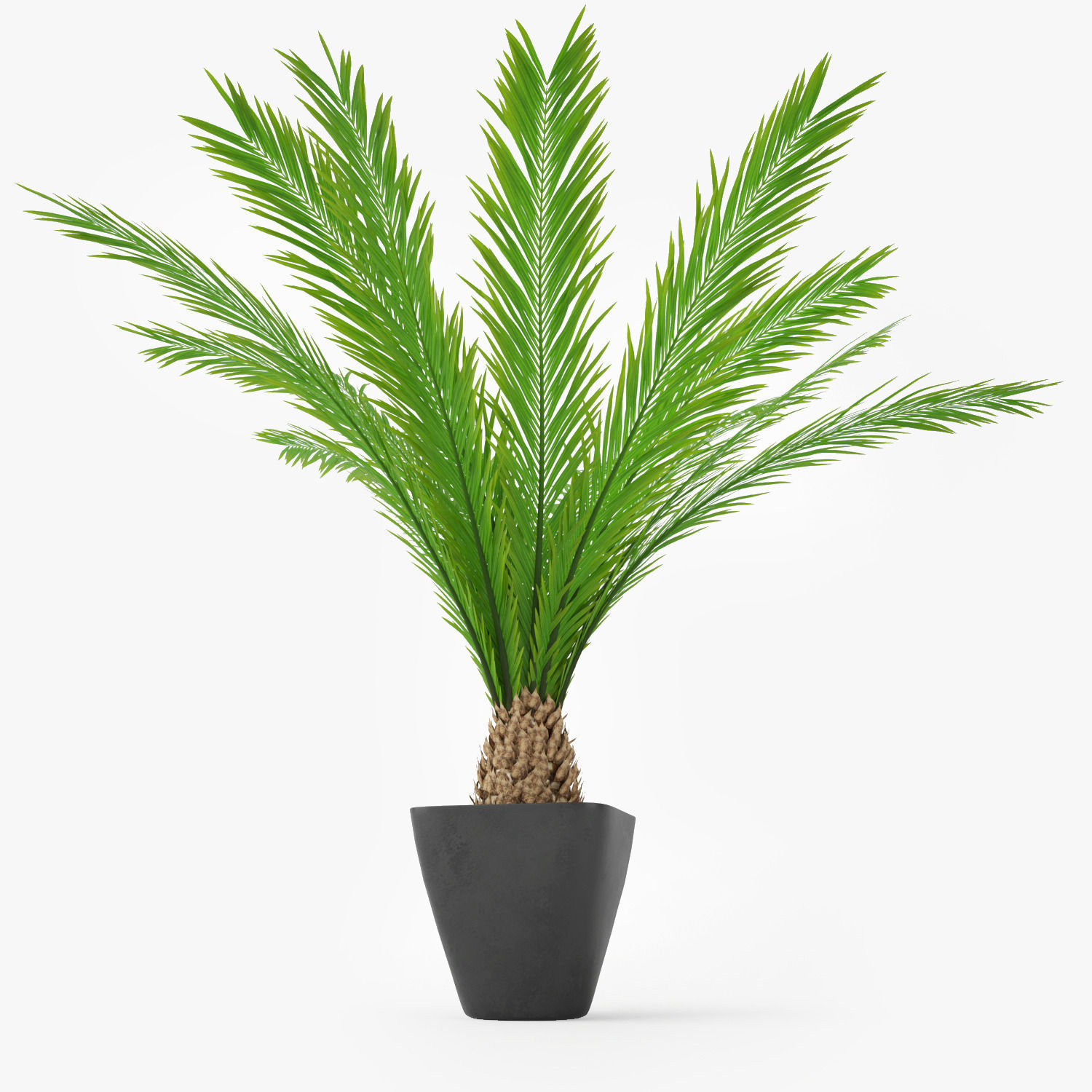 Palm Tree in Pot 3D model_3
