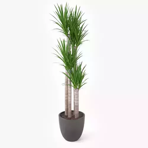 Yucca Elephantipes Potted Plant - Palm Tree 3D model