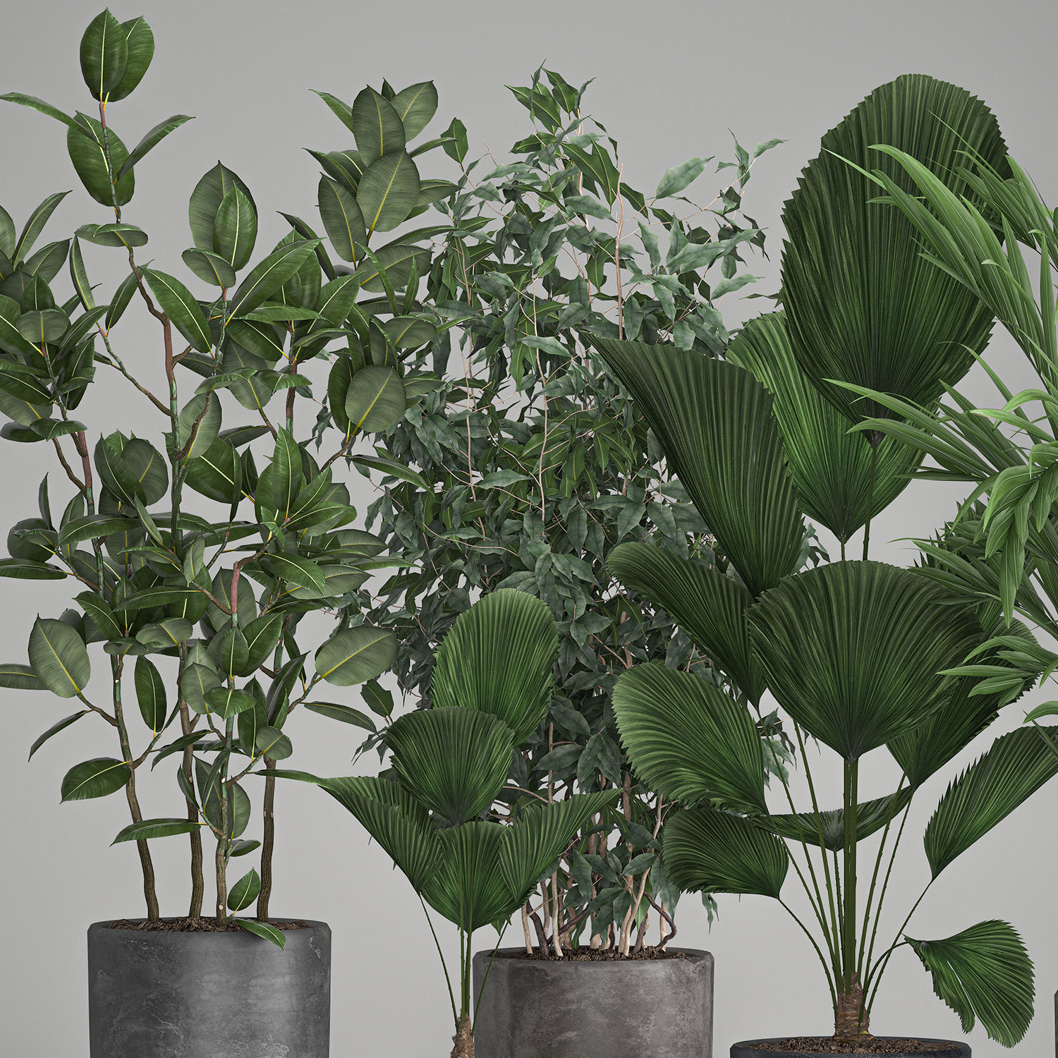 Houseplants in a flowerpot for the interior 1003 3D model_4