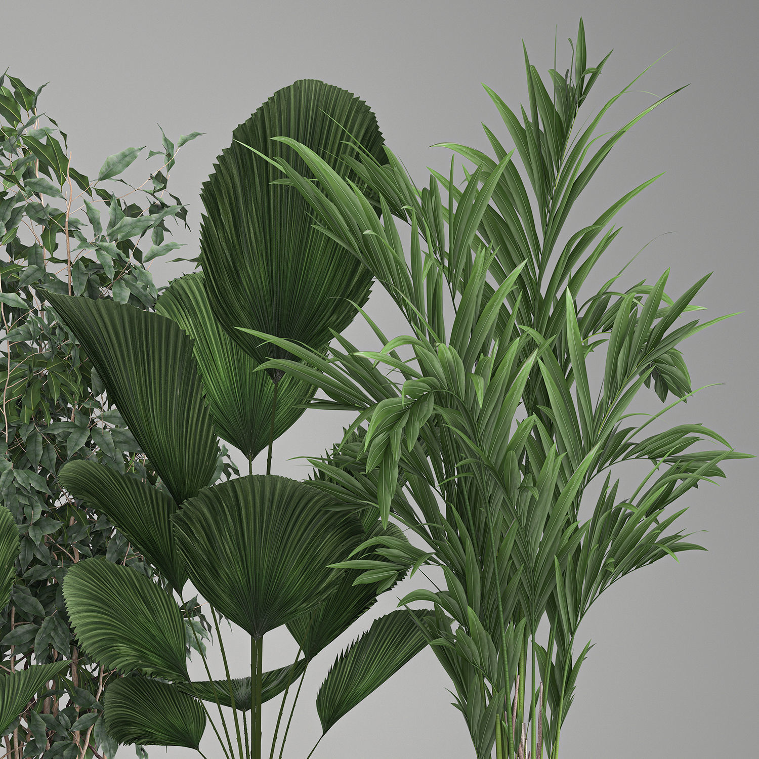 Houseplants in a flowerpot for the interior 1003 3D model_5