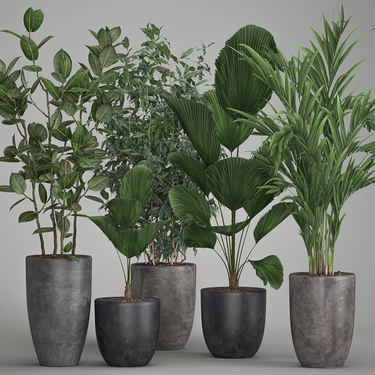 Houseplants in a flowerpot for the interior 1003 3D model_1