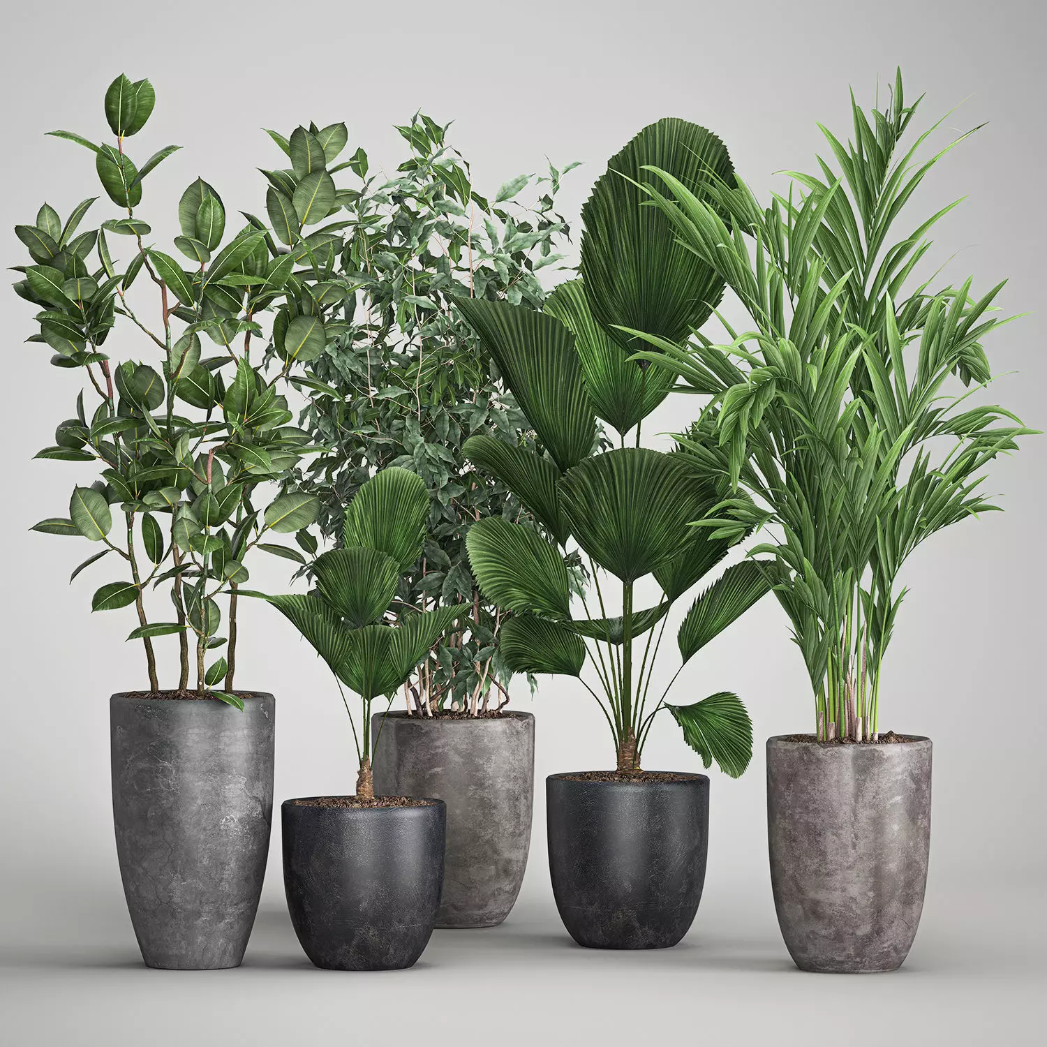 Houseplants in a flowerpot for the interior 1003 3D model_0