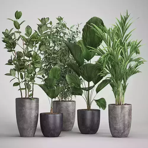 Houseplants in a flowerpot for the interior 1003 3D model