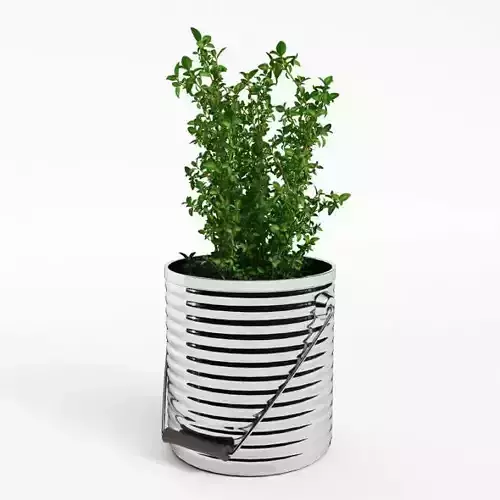 Potted Thyme Plant