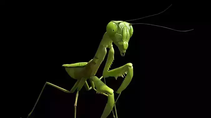 Mantis Grasshopper