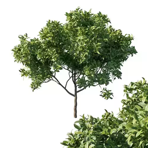 Eriobotrya Japonica Loquat Tree 3D model