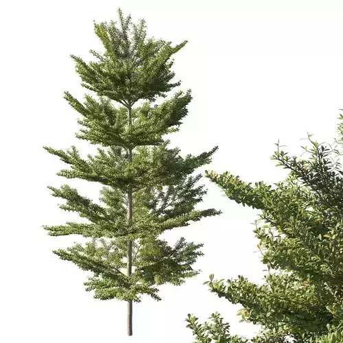 Terminalia mantaly Madagascar almond 02 3D model
