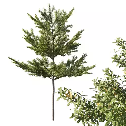 Terminalia Mantaly madagascar Almond 03 3D model