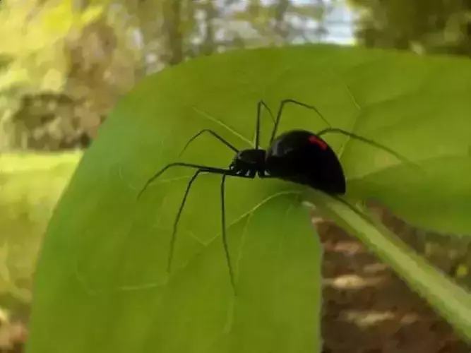 Spider Black Widow Free Free low-poly 3D model