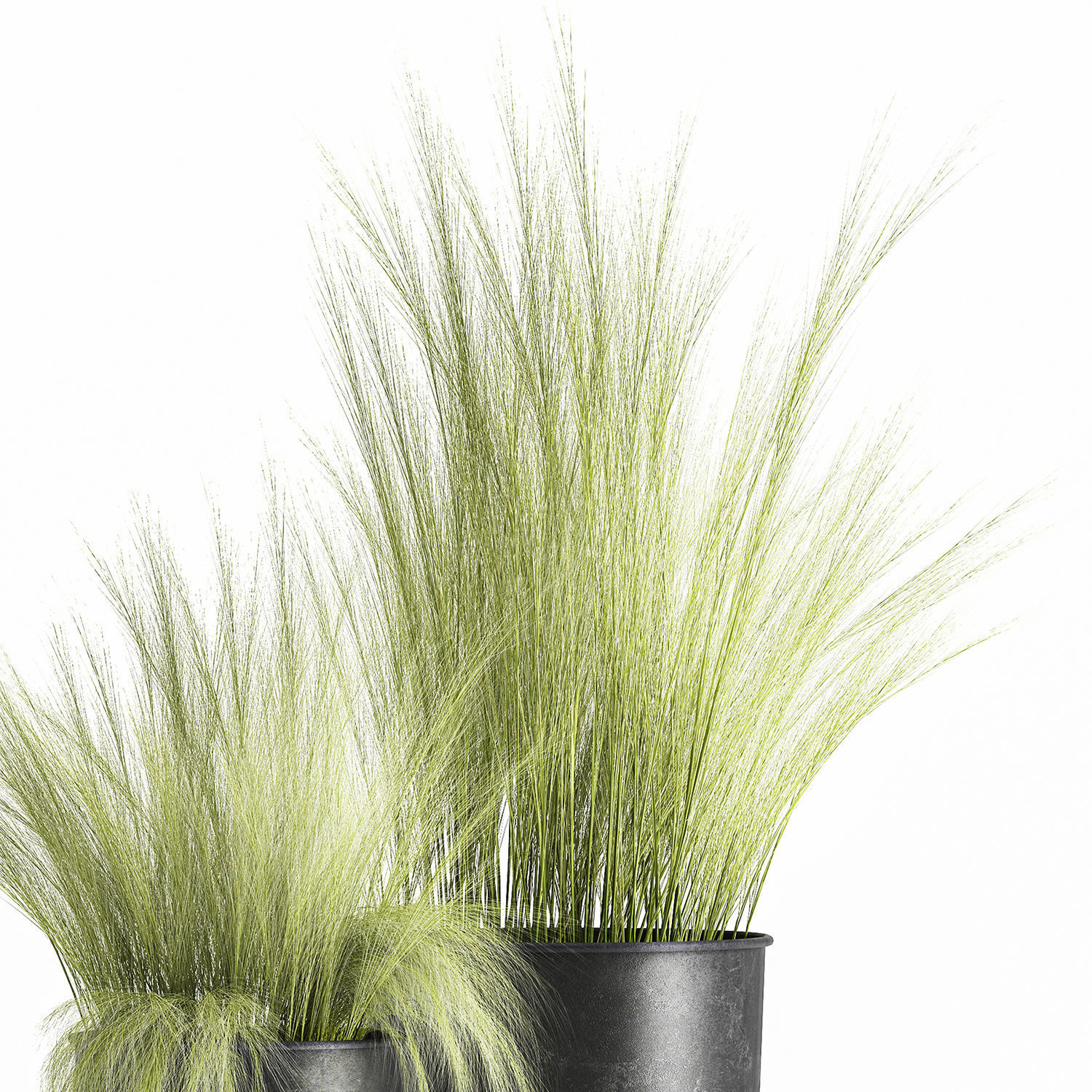 Grass in a Flowerpot for the interior 1004 3D model_3