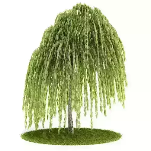Young Willow Tree 3D model