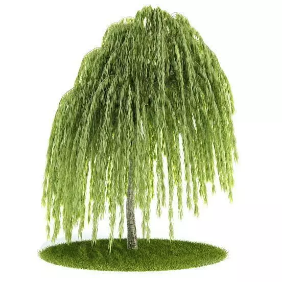 Young Willow Tree 3D model_0