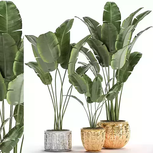 Houseplants in a gold pot for the interior 1005