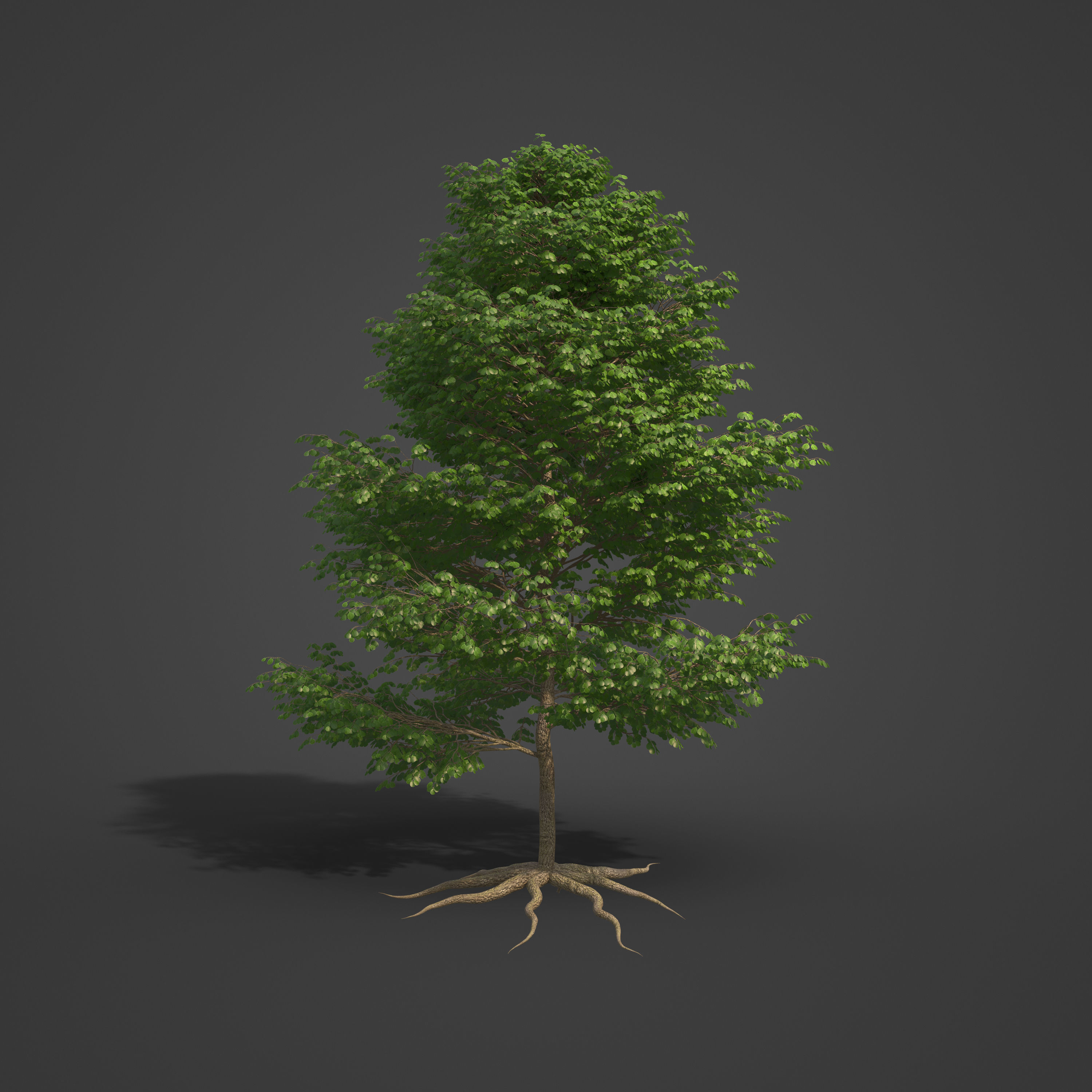 2021 PBR Black Alder Collection - Alnus Glutinosa 3D model_4